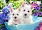 Бели кученца - Териери - Пъзел от 60 части от колекцията "Premium" - 
