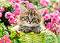 Коте сред градински цветя - Пъзел от 100 части от колекцията "Premium" - 