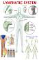 Lymphatic System - 80 x 100 cm - ������