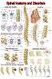 Spinal Anatomy and Disorders - 50 x 70 cm - ������