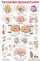 The Human Brain: Structure and Functions - 50 x 70 cm - ������