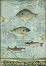 Декупажна хартия Stamperia - Риби - A4 от колекцията Forest - 