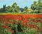�������� �� ������ Newart - ���� � ������ - 50 x 40 cm - 