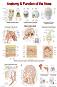 Anatomy & Function of the Nose - 80 x 100 cm - ������