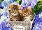 Сладки котенца - Пъзел от 60 части от колекцията "Premium" - 