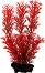 ���������� �������� �� �������� Tetra Red Foxtail - 15 cm - �������