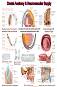 Dental Anatomy & Neurovascular Supply - 80 x 100 cm - ������