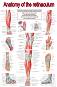 Anatomy of the retinaculum - 50 x 70 cm - ������