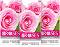   Nature of Agiva - 6  x 10    Roses - 