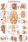 Cranial Nerves - 50 x 70 cm - ������