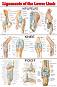 Ligaments of the Lower Limb - 80 x 100 cm - ������