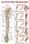 Nerves of the Arm: Distribution, Spinal Segment, and Palsy - 50 x 70 cm - ������