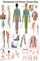 Dermatomes and Nerves: Sensory Map - 80 x 100 cm - ������