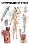 Lymphatic System - 50 x 70 cm - ������