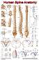 Human Spine Anatomy - 50 x 70 cm - ������
