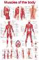 Muscles of the body - 80 x 100 cm - ������
