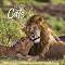 ������ �������� - Big Cats 2026 - ��������