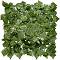    My Garden Ivy CCGA052 - 