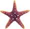 ��������� �� �������� Nobby Starfish - 16.5 / 16.5 / 5.5 cm - �������