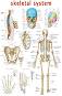 Skeletal System - 50 x 70 cm - ������