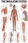 The Human Circulatory System - 50 x 70 cm - ������