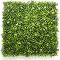     My Garden Boxwood with Jasmine CCGA002 - 50 x 50 cm - 