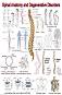 Spinal Anatomy and Degenerative Disorders - 50 x 70 cm - ������