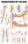 Dermatomes of the Arm - 50 x 70 cm - ������
