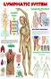 Lymphatic System - 50 x 70 cm - ������