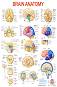 Brain Anatomy - 80 x 100 cm - ������