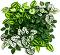 ����������� ����� �� ����� My Garden Wandering Jew Mix CCGA338 - 33 x 33 cm - 