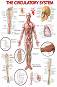 The Circulatory System - 50 x 70 cm - ������
