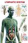 Lymphatic System - 50 x 70 cm - ������