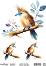 ���������� ��������� CADENCE - ����� - 25 x 35 cm �� ������� Birdsong - 