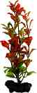 ���������� �������� �� �������� Tetra Red Ludwigia - 15 � 23 cm - �������