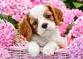 Кученце сред розови цветя - Пъзел от 180 части от колекцията "Premium" - 