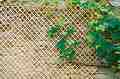      Nortene Wick Trellis - 