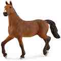   -   Horse Club - 