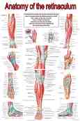 Anatomy of the retinaculum - 80 x 100 cm - ������