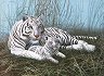 Рисуване по номера Royal & Langnickel - Бели тигри - 39 x 30 cm - 