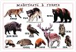 Животните в гората - учебна таблица - 