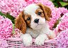 Кученце сред розови цветя - 