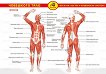 Помагалник по биология: Човешкото тяло - учебно табло A4 - 