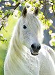 Красива кобила - Пъзел от 500 части - пъзел
