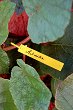 Етикети за надписване на растения Nortene Tree label - 40 броя - 