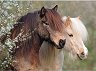 Красиви коне - Пъзел от 150 части - пъзел