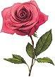 Стикери за декорация - Рози