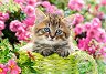 Коте сред градински цветя - Пъзел от 500 части - 