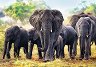 Африкански слонове - 