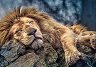 Спящ лъв - Пъзел от 1000 части - 